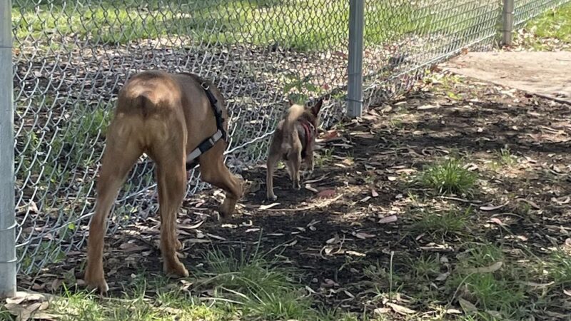Memorial Dog Park - San Diego, CA