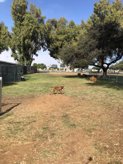 Memorial Dog Park - San Diego, CA