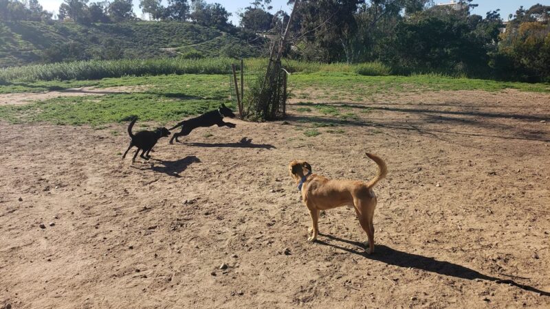 Morley Field Dog Park - San Diego, CA