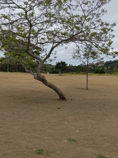 Morley Field Dog Park - San Diego, CA