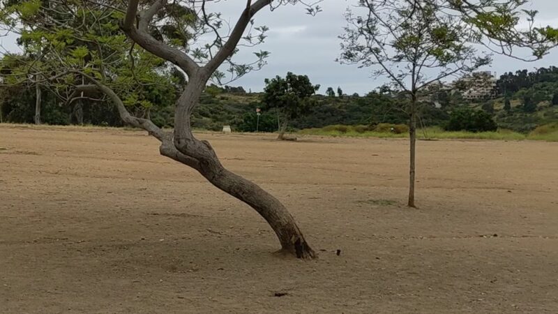 Morley Field Dog Park - San Diego, CA