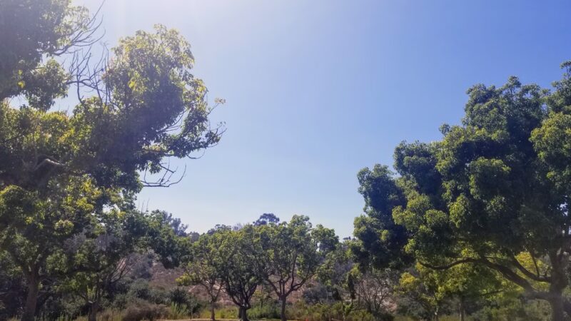 Morley Field Dog Park - San Diego, CA