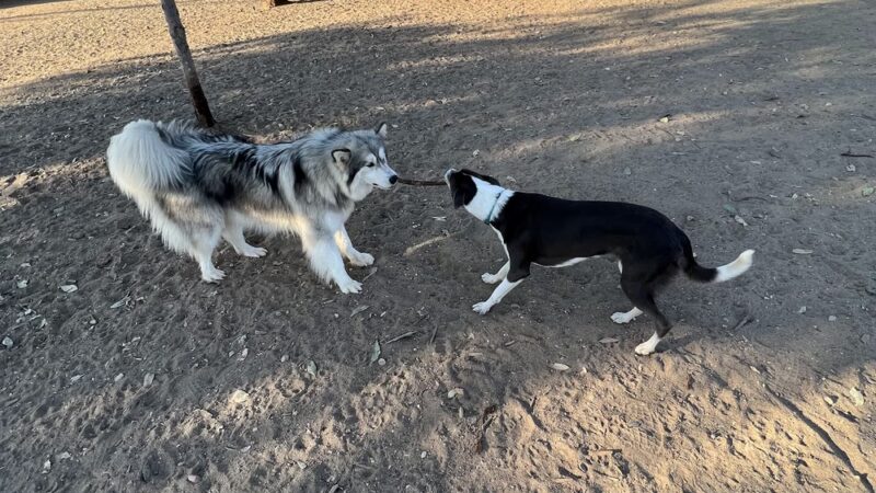 Morley Field Dog Park - San Diego, CA