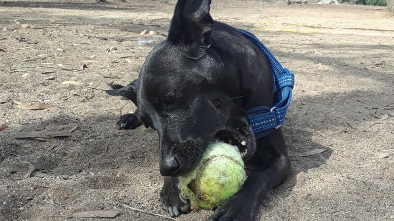 Morley Field Dog Park - San Diego, CA