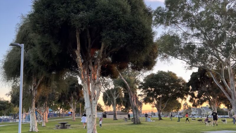 North Park Community Dog Park - San Diego, CA