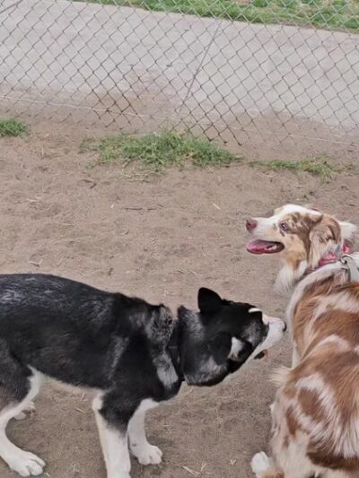 North Park Community Dog Park - San Diego, CA