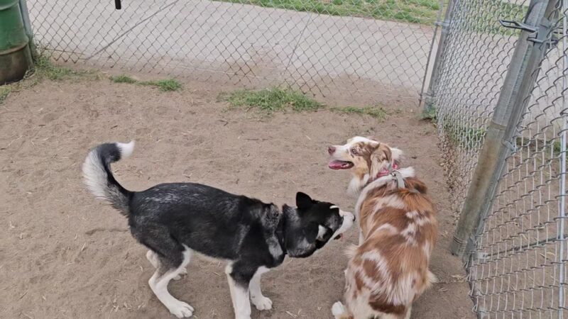 North Park Community Dog Park - San Diego, CA