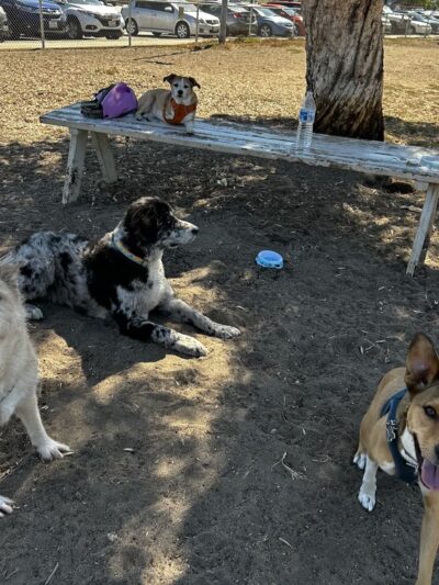 North Park Community Dog Park - San Diego, CA