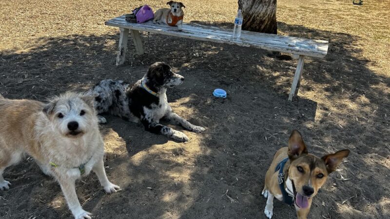 North Park Community Dog Park - San Diego, CA