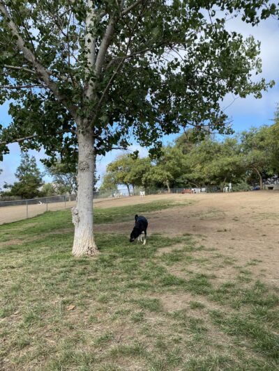 Rancho Bernardo Dog Park - San Diego, CA