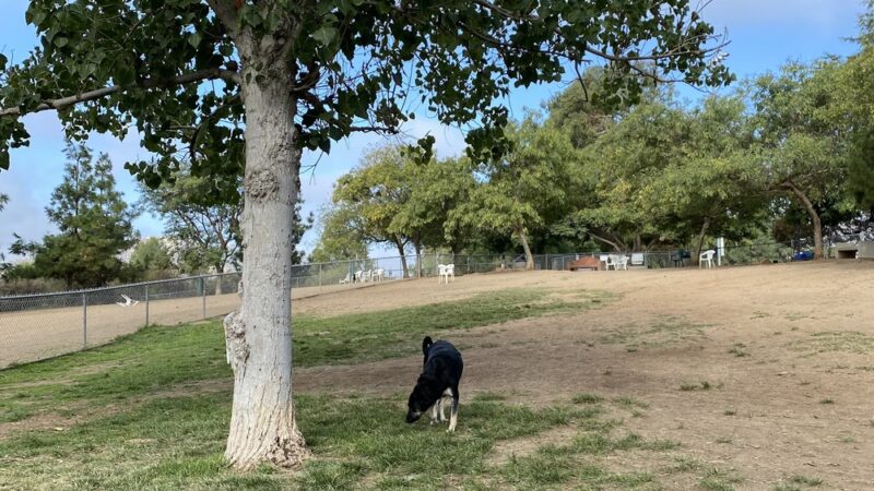 Rancho Bernardo Dog Park - San Diego, CA