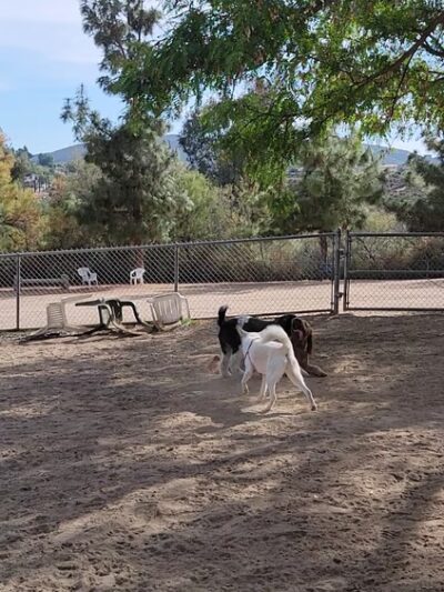 Rancho Bernardo Dog Park - San Diego, CA