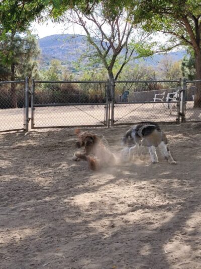 Rancho Bernardo Dog Park - San Diego, CA