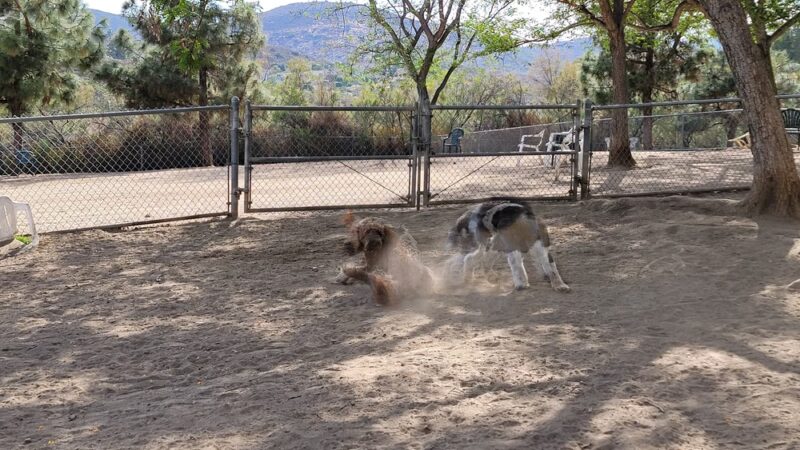 Rancho Bernardo Dog Park - San Diego, CA