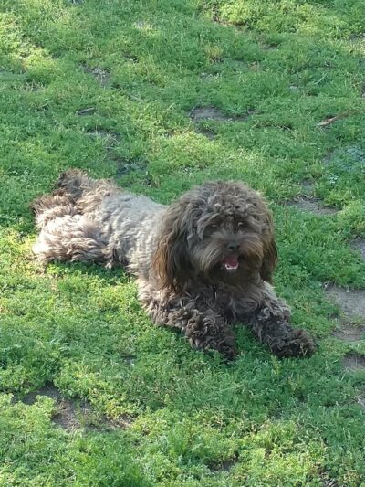 Rancho Bernardo Dog Park - San Diego, CA