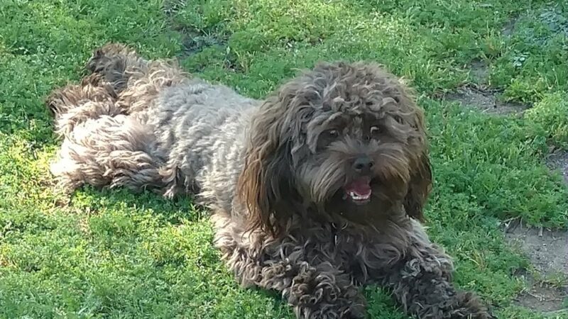 Rancho Bernardo Dog Park - San Diego, CA