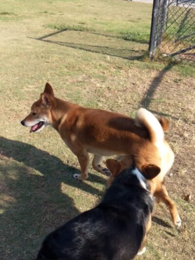 Rancho Penãsquitos Linear Dog Park - San Diego, CA