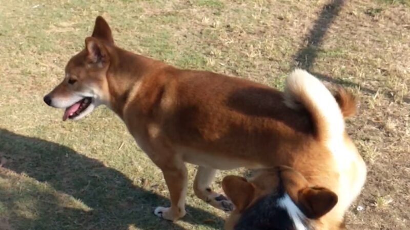 Rancho Penãsquitos Linear Dog Park - San Diego, CA