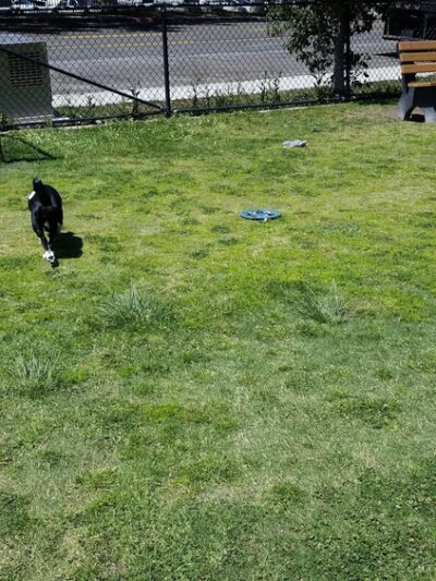 Rancho Penãsquitos Linear Dog Park - San Diego, CA