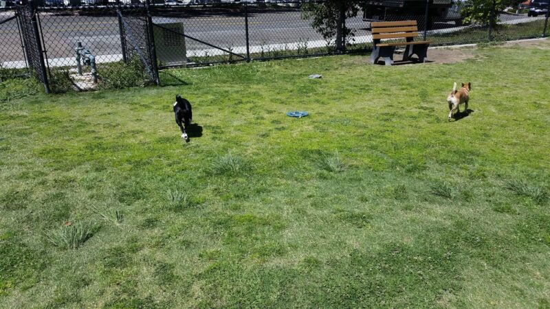Rancho Penãsquitos Linear Dog Park - San Diego, CA