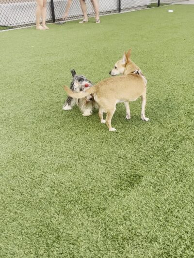 Rolando Church Dog Park - San Diego, CA