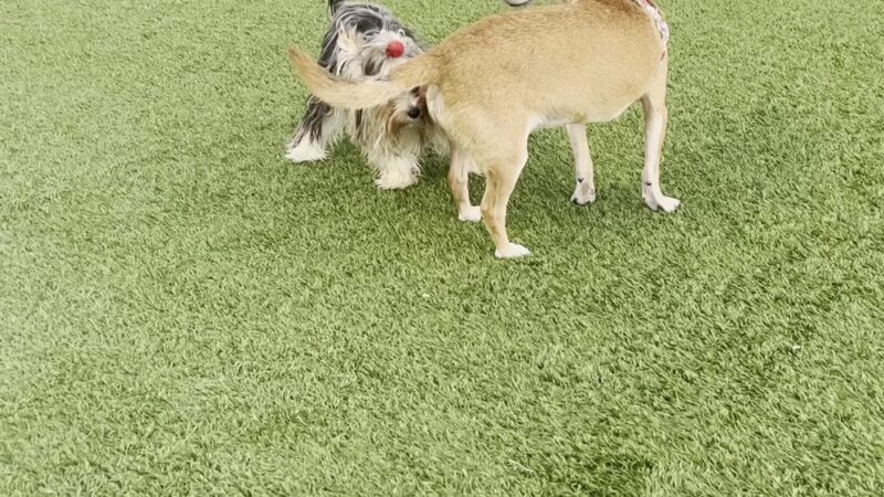 Rolando Church Dog Park - San Diego, CA