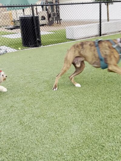 Rolando Church Dog Park - San Diego, CA