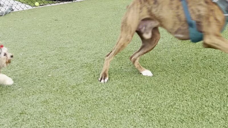 Rolando Church Dog Park - San Diego, CA