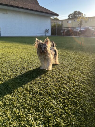 Rolando Church Dog Park - San Diego, CA