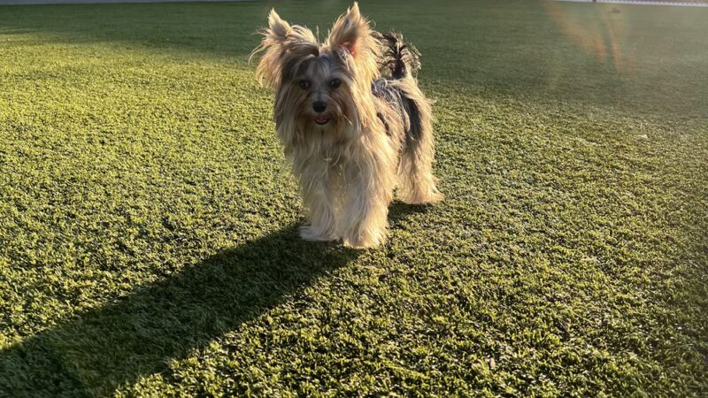 Rolando Church Dog Park - San Diego, CA
