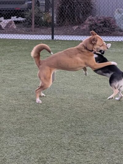 Rolando Church Dog Park - San Diego, CA