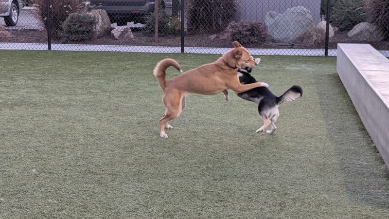 Rolando Church Dog Park - San Diego, CA