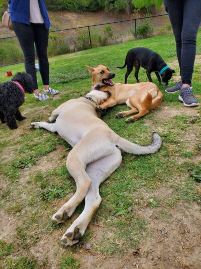 Torrey Hills Dog Park - San Diego, CA