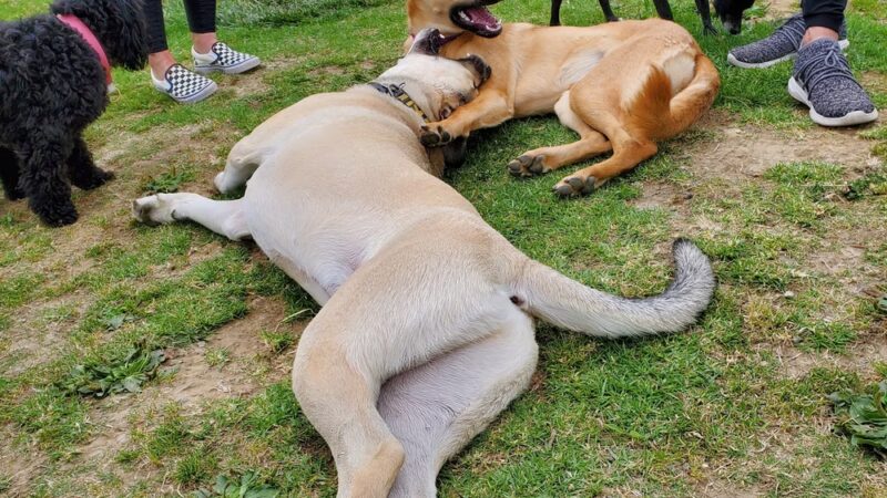 Torrey Hills Dog Park - San Diego, CA