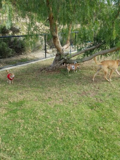 Torrey Hills Dog Park - San Diego, CA