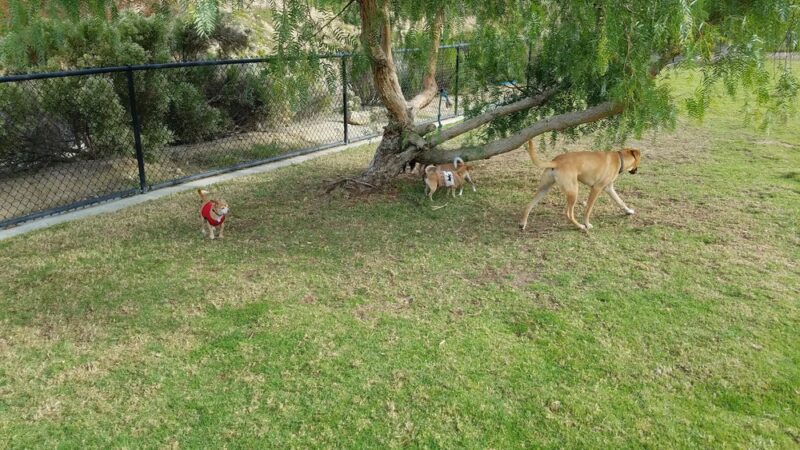 Torrey Hills Dog Park - San Diego, CA