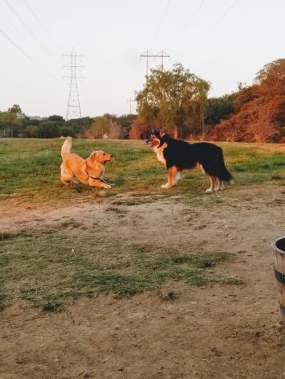 Torrey Hills Dog Park - San Diego, CA