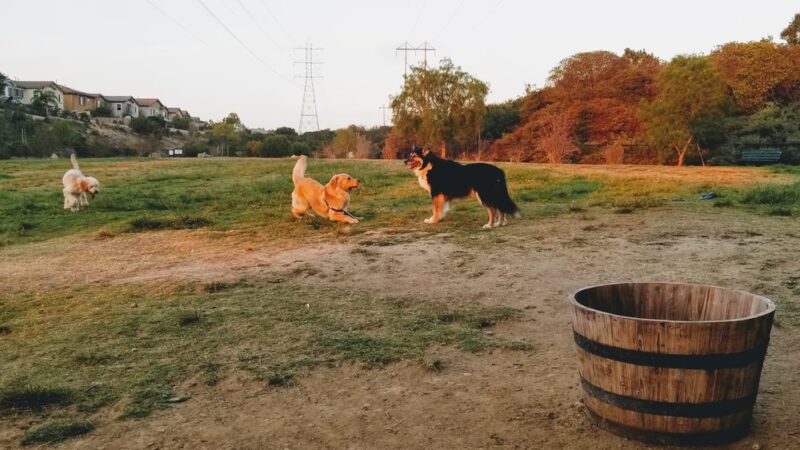 Torrey Hills Dog Park - San Diego, CA