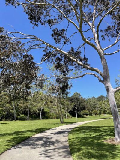 UTC Mall dog park - San Diego, CA