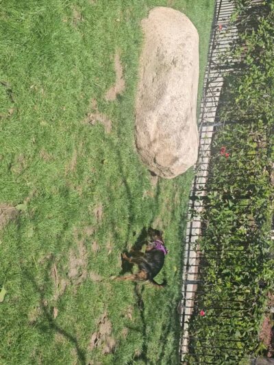 UTC Mall dog park - San Diego, CA