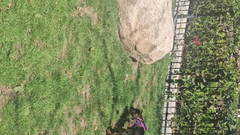 UTC Mall dog park - San Diego, CA