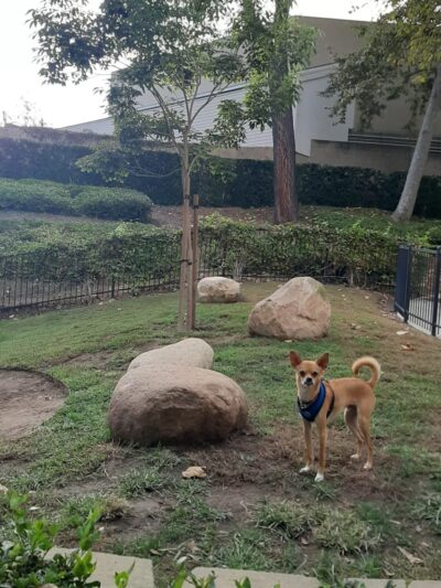 UTC Mall dog park - San Diego, CA