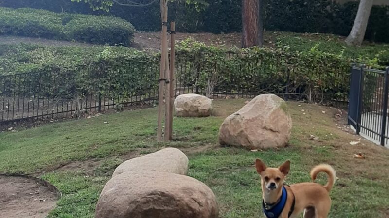 UTC Mall dog park - San Diego, CA