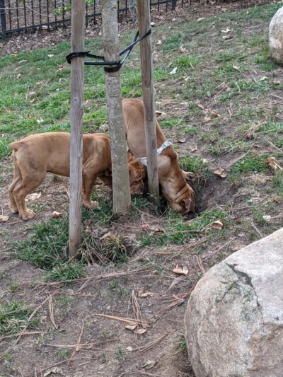 UTC Mall dog park - San Diego, CA