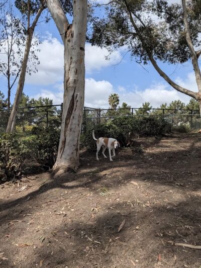 Ward Canyon Dog Park - San Diego, CA