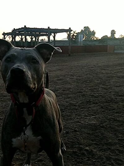 Ward Canyon Dog Park - San Diego, CA