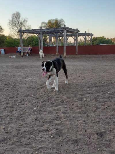 Ward Canyon Dog Park - San Diego, CA