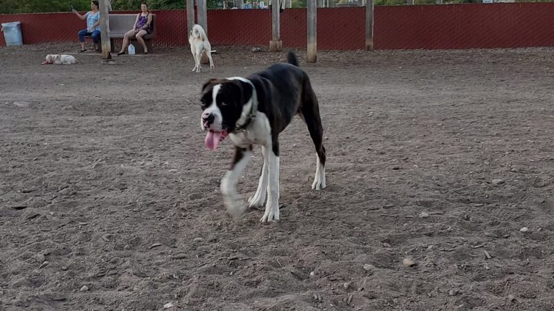 Ward Canyon Dog Park - San Diego, CA