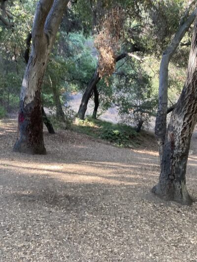 Walnut Creek Trail - San Dimas, CA