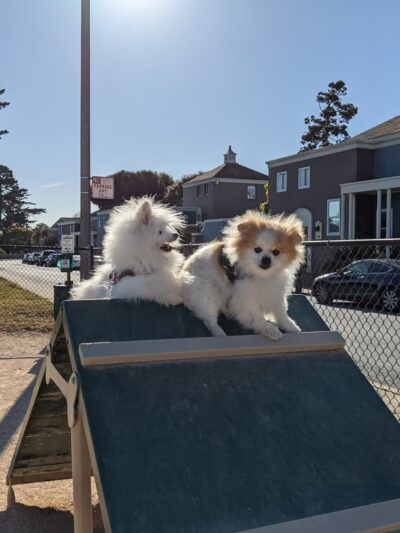 Dog Agility Park - San Francisco, CA